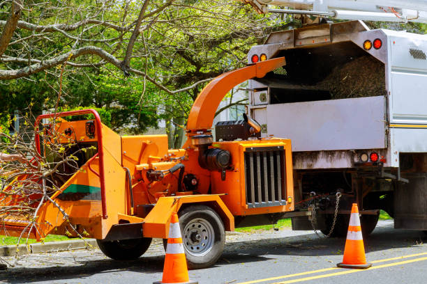 How Our Tree Care Process Works  in Poquoson, VA